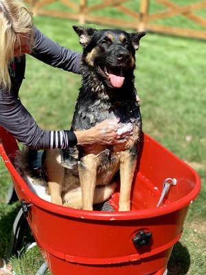 Baño de refuerzo para perros