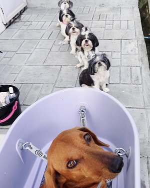 Baño de refuerzo para perros