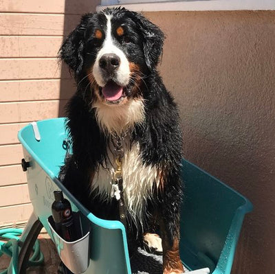 Baño de refuerzo para perros