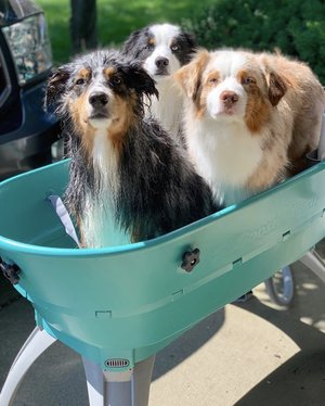 Baño de refuerzo para perros